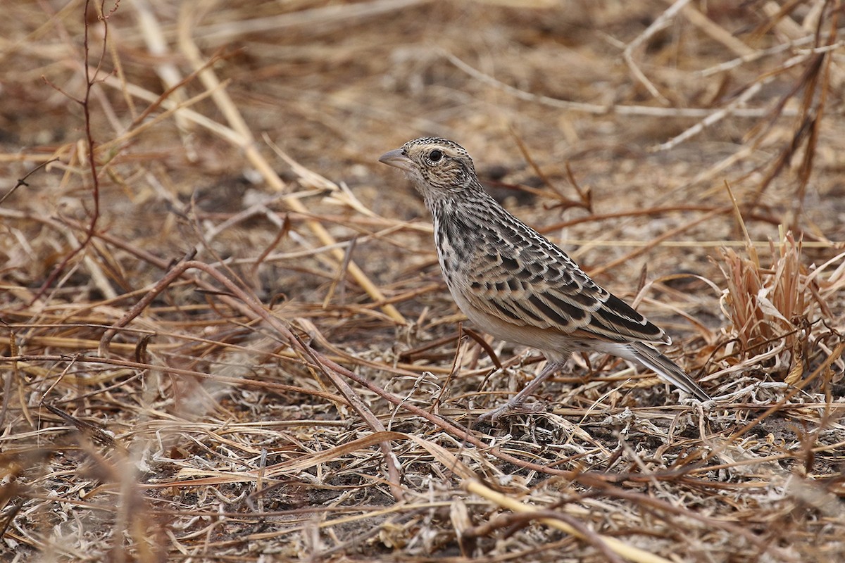 White-tailed Lark - Charley Hesse • Naturally Adventurous Podcast