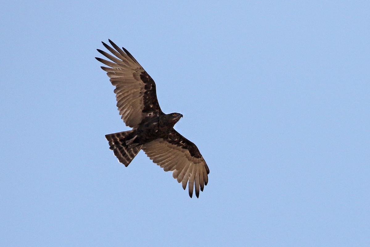 Brown Snake-Eagle - ML119483131