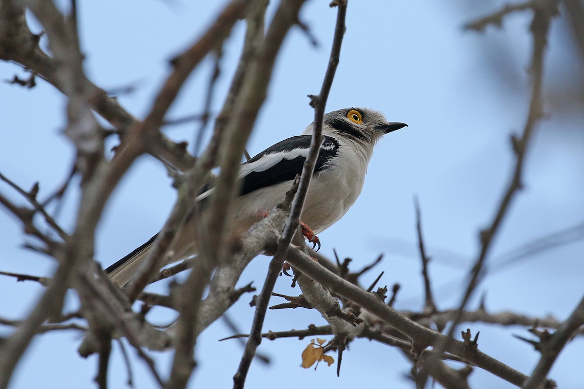 White Helmetshrike - ML119483191