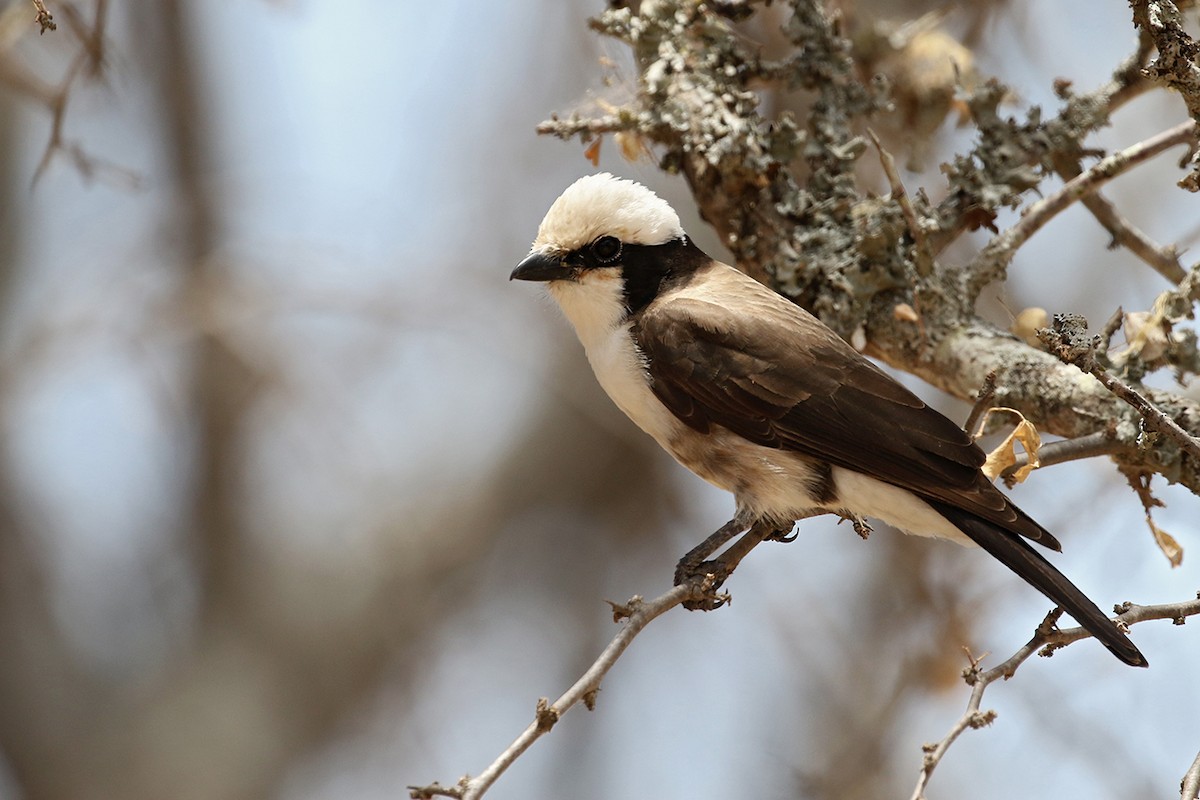 White-rumped Shrike - ML119483231