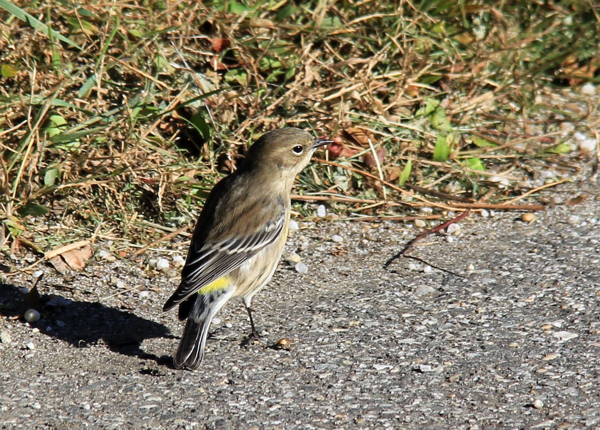 Yellow-rumped Warbler - Stefan Mutchnick