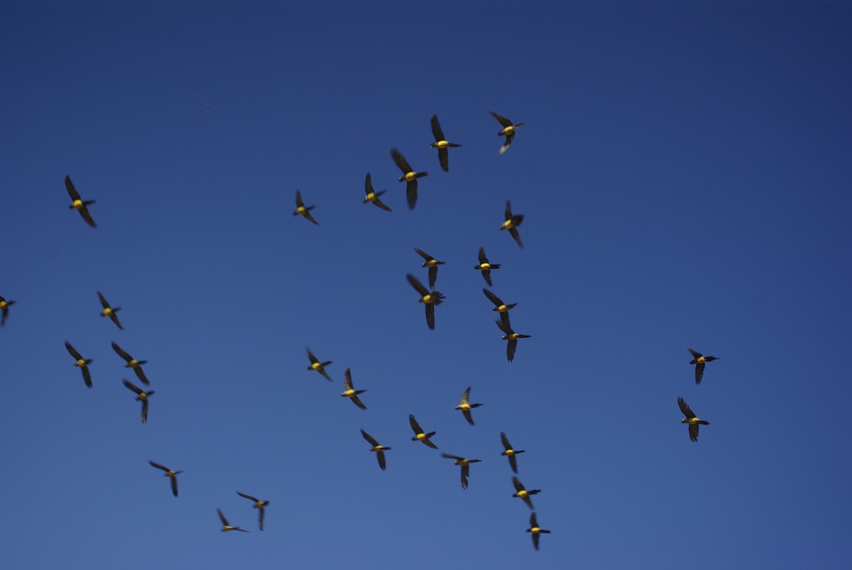 Burrowing Parakeet - Kent Russell