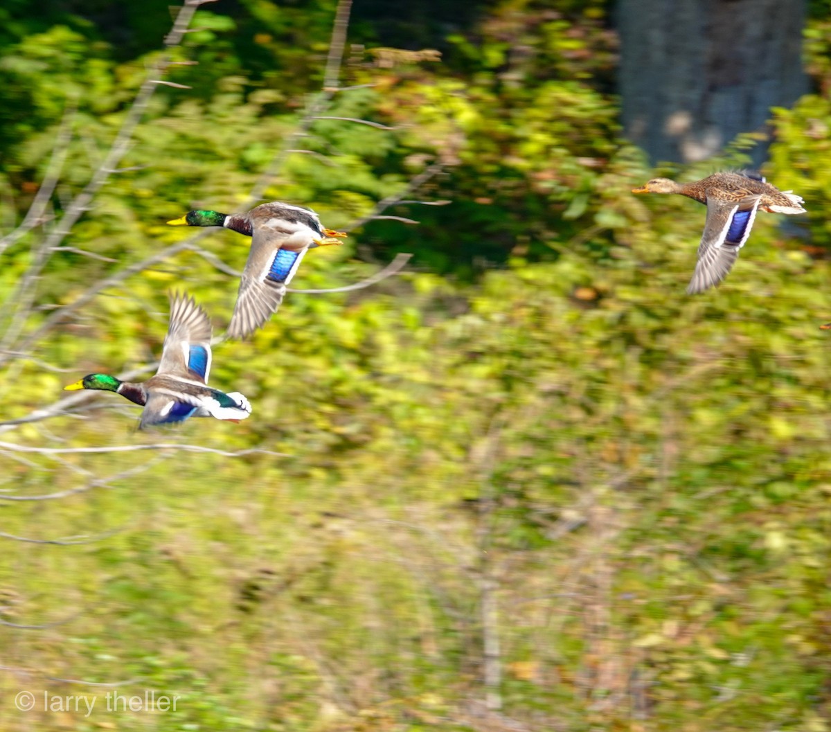 Mallard - Larry Theller