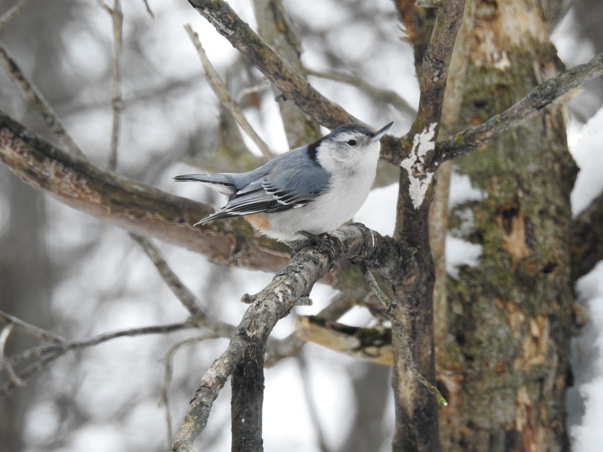 White-breasted Nuthatch - ML119485591