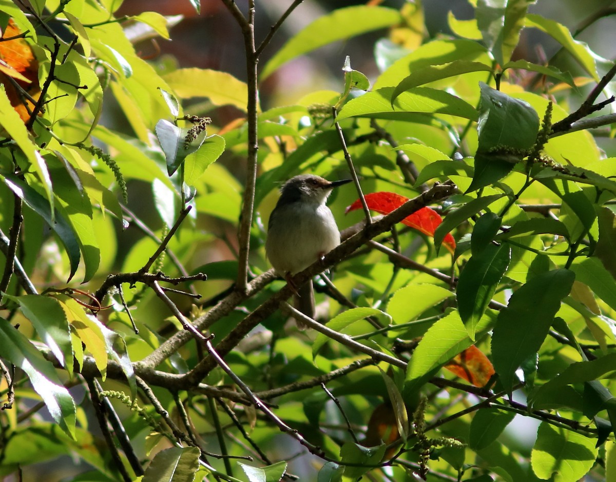 Long-billed Tailorbird (Long-billed) - ML119486021