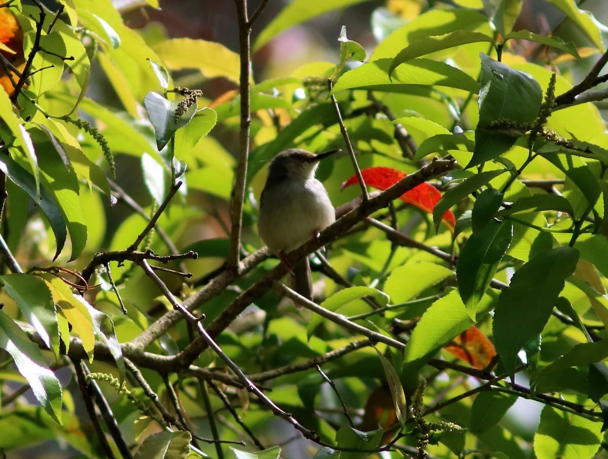 Long-billed Tailorbird (Long-billed) - ML119486051