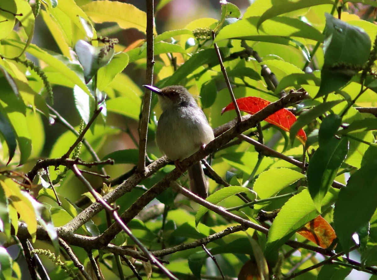 Long-billed Tailorbird (Long-billed) - ML119486111