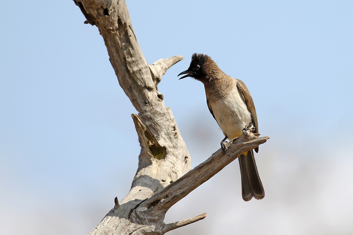 Bulbul Naranjero (grupo tricolor) - ML119486311