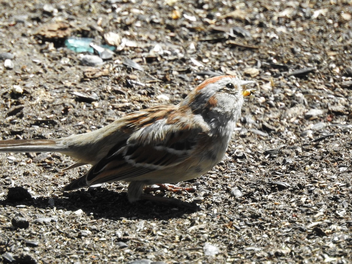 American Tree Sparrow - ML119487301