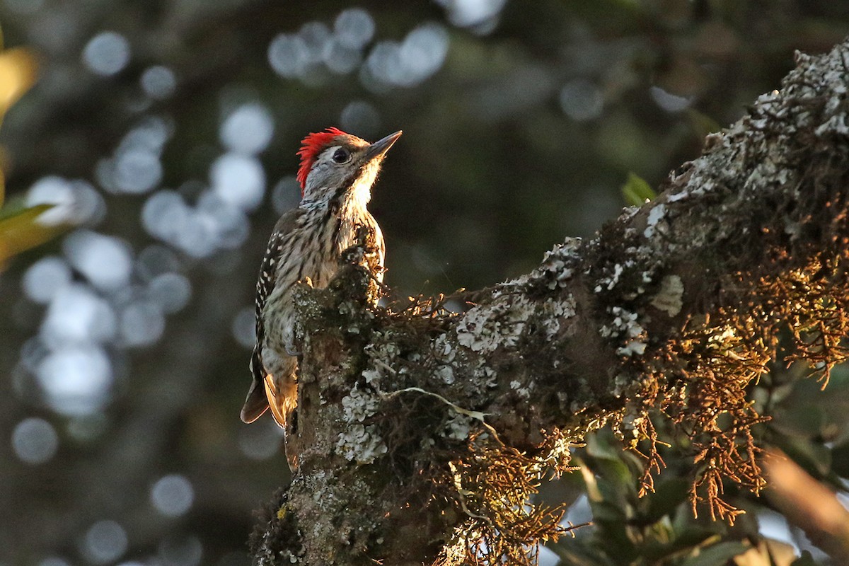 Cardinal Woodpecker - ML119487541