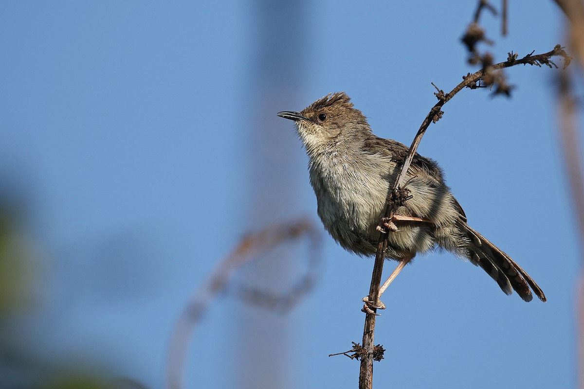 Hunter's Cisticola - Charley Hesse • Naturally Adventurous Podcast