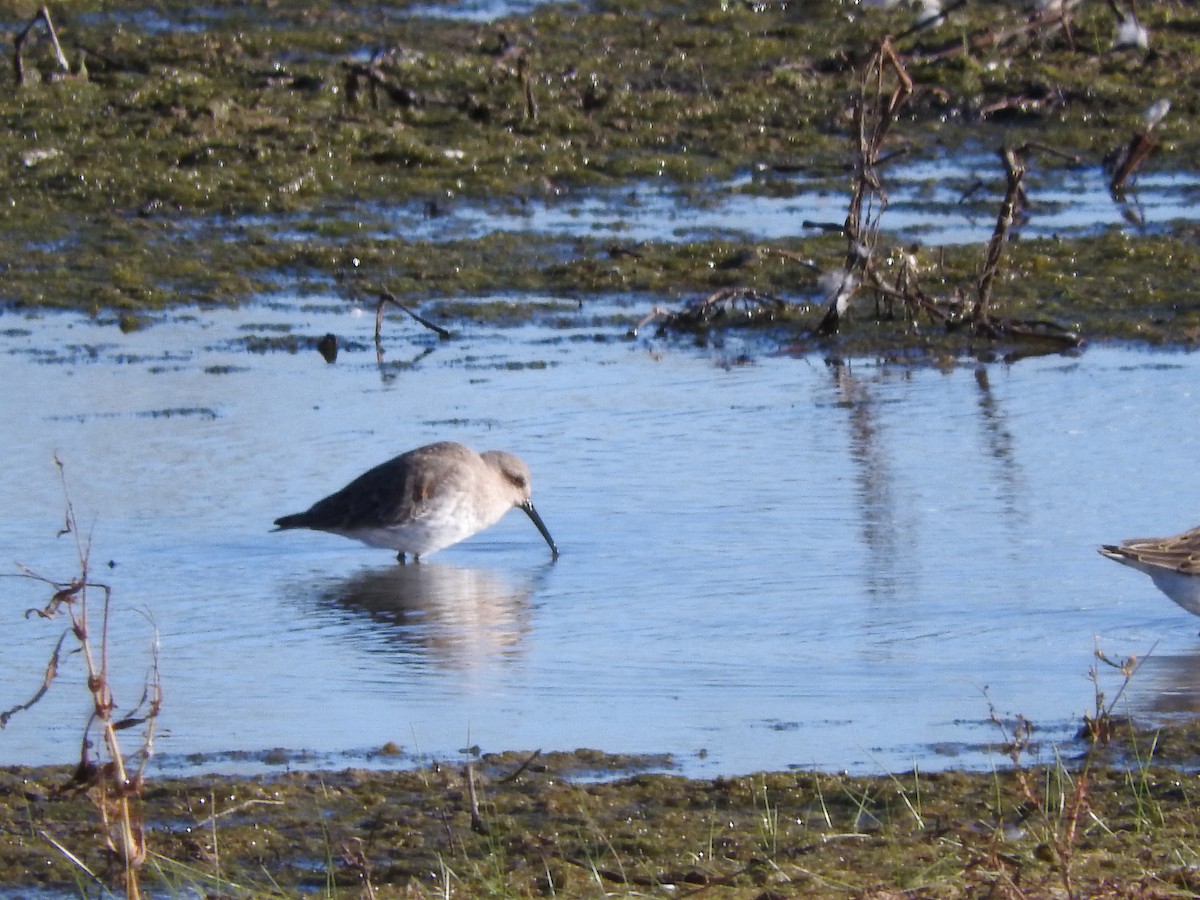 Bécasseau variable - ML119487841