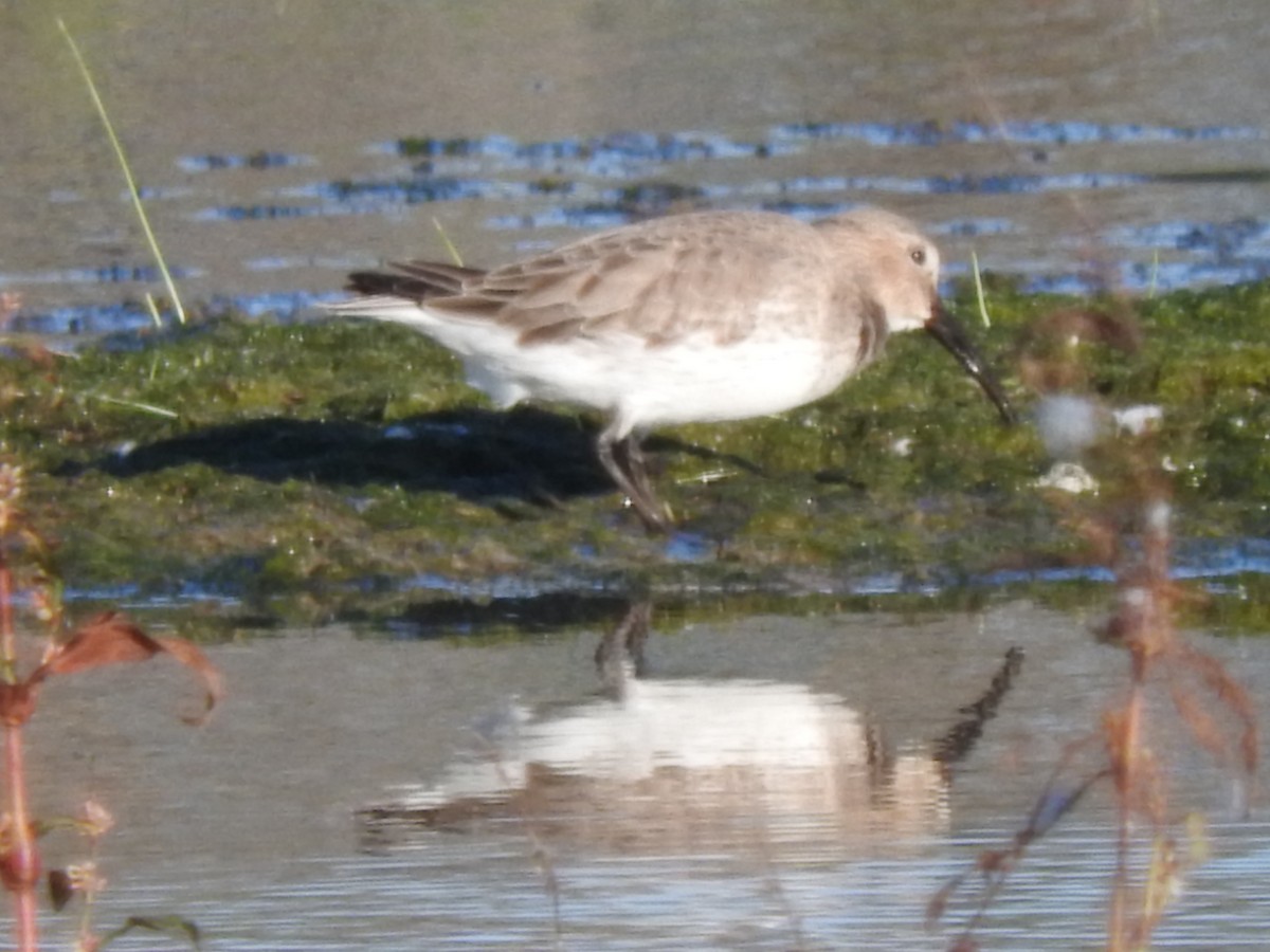 Dunlin - ML119487971