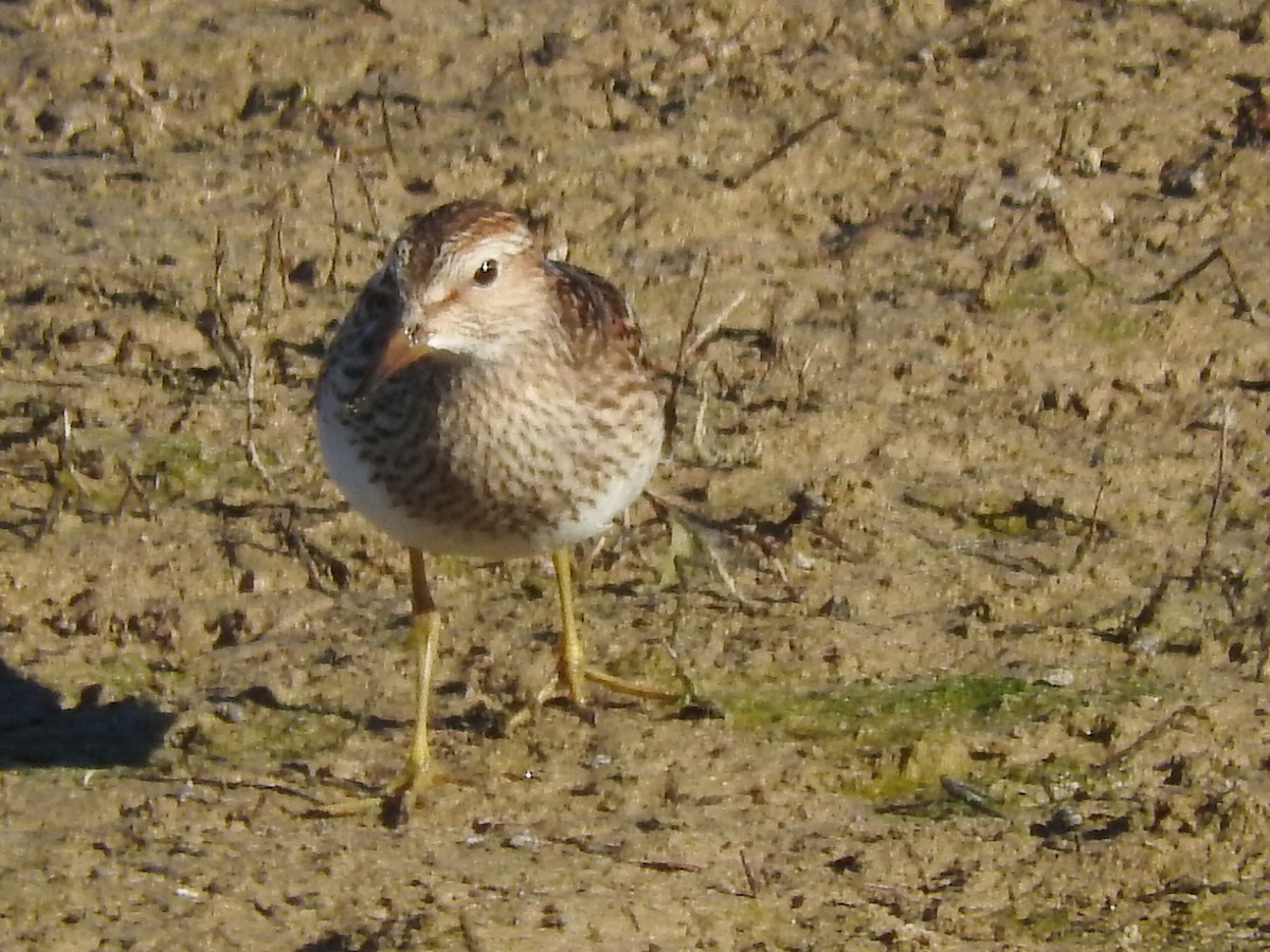 Pectoral Sandpiper - ML119488051