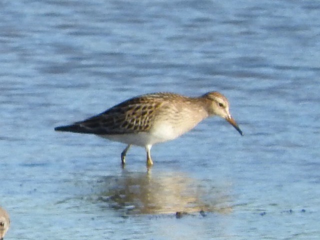 Pectoral Sandpiper - ML119488091