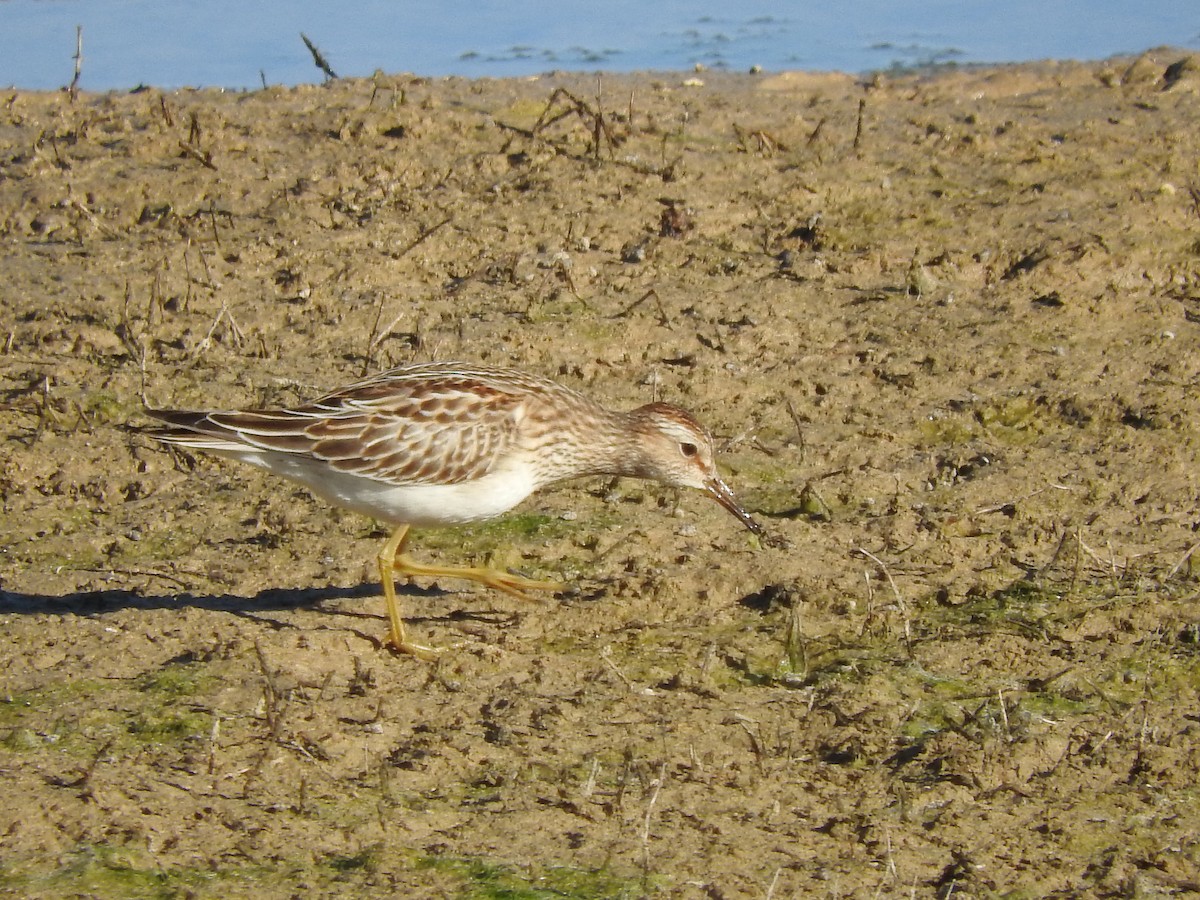 Pectoral Sandpiper - ML119488311