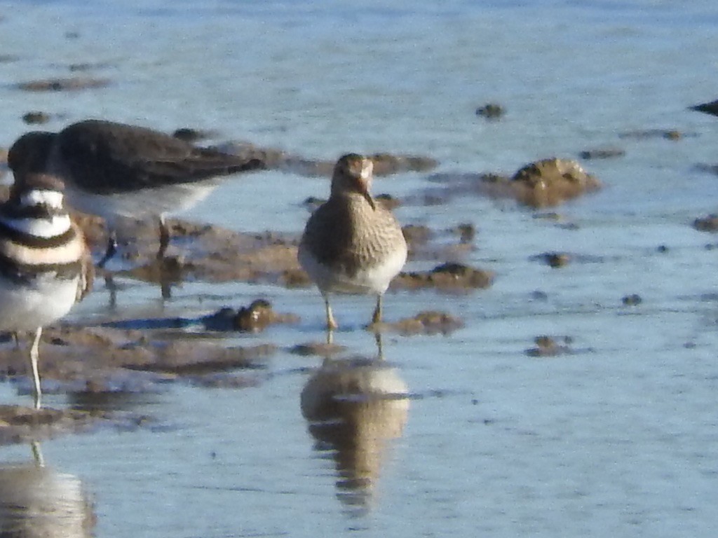 Pectoral Sandpiper - ML119488331