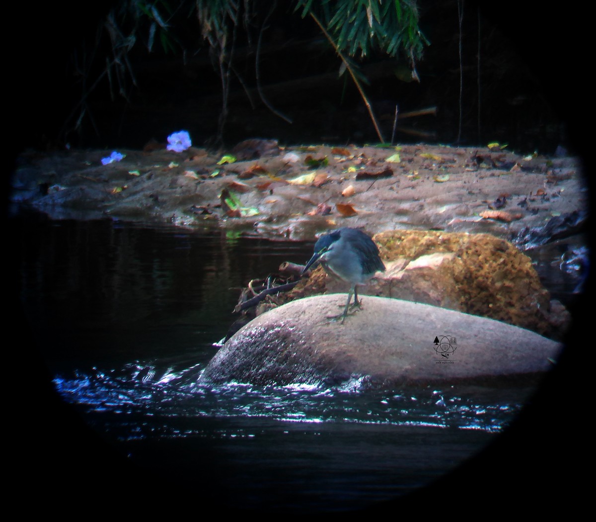 Striated Heron - ML119489821