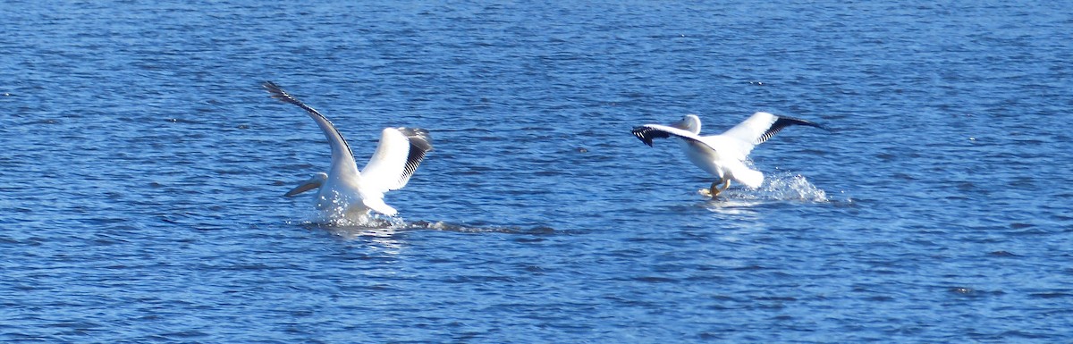 American White Pelican - Gary Gray