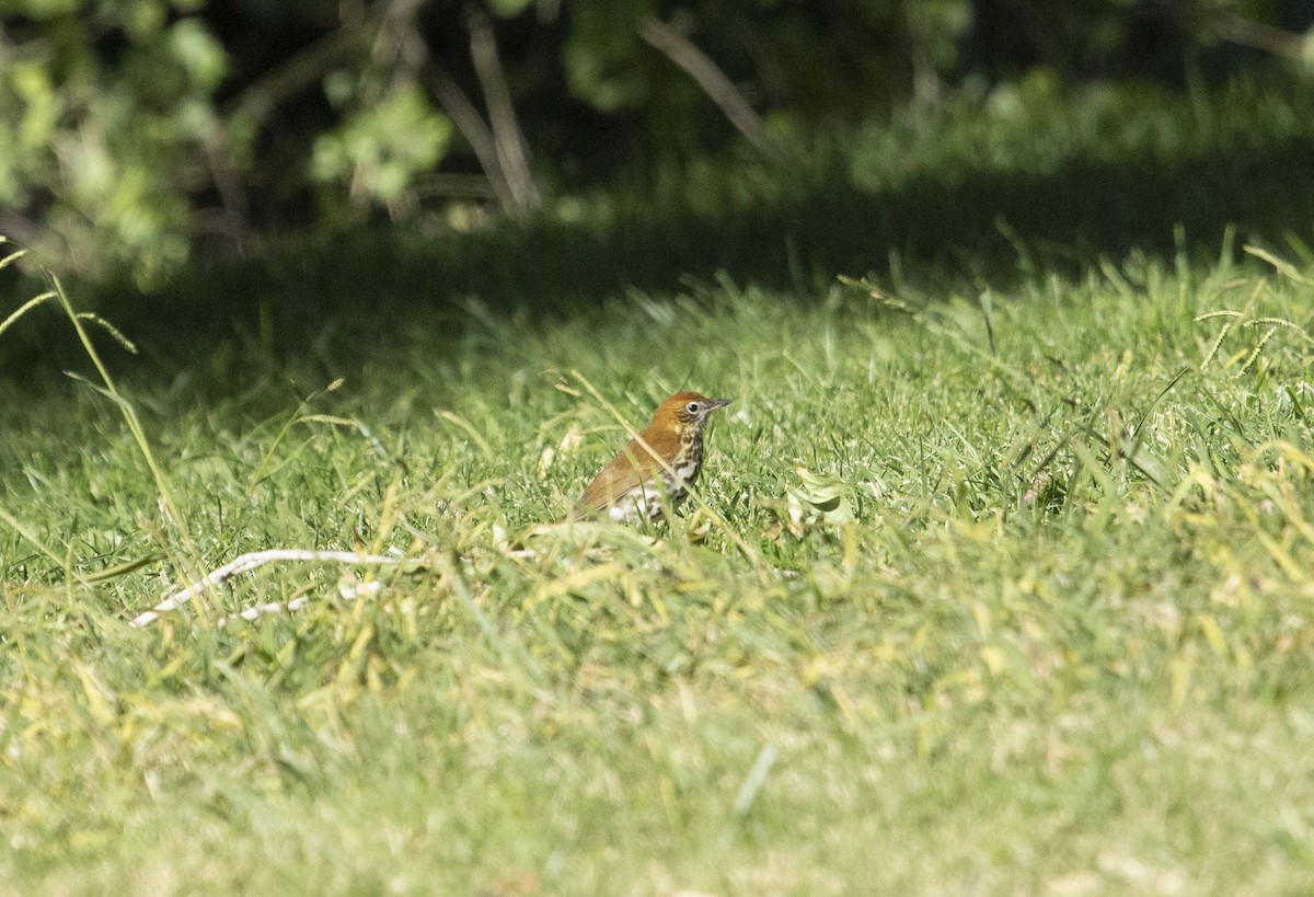 Wood Thrush - ML119492141