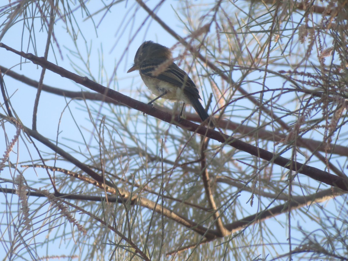 Western Flycatcher (Pacific-slope) - ML119492341