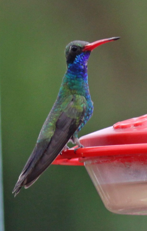 Broad-billed Hummingbird - Larry Sirvio