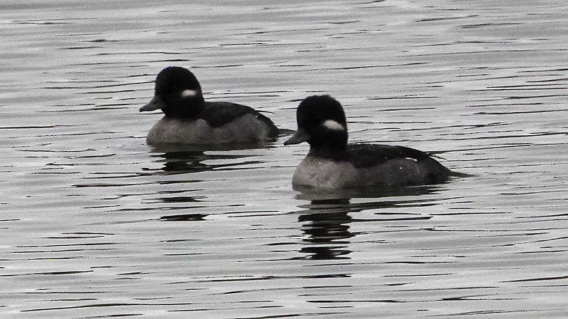 Bufflehead - ML119492731