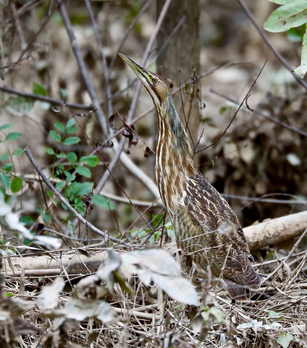 American Bittern - ML119492811