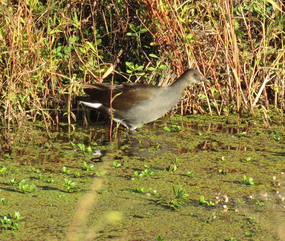 Common Gallinule - George Chrisman