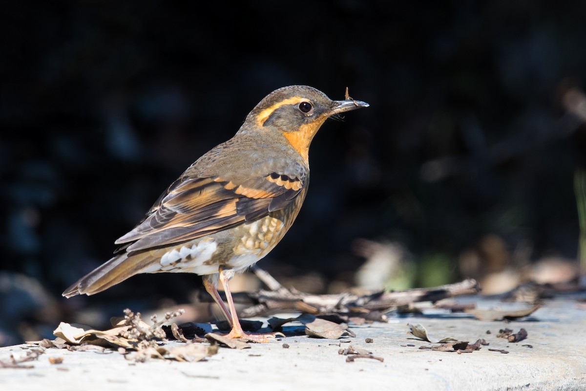 Varied Thrush - Ryan Sanderson