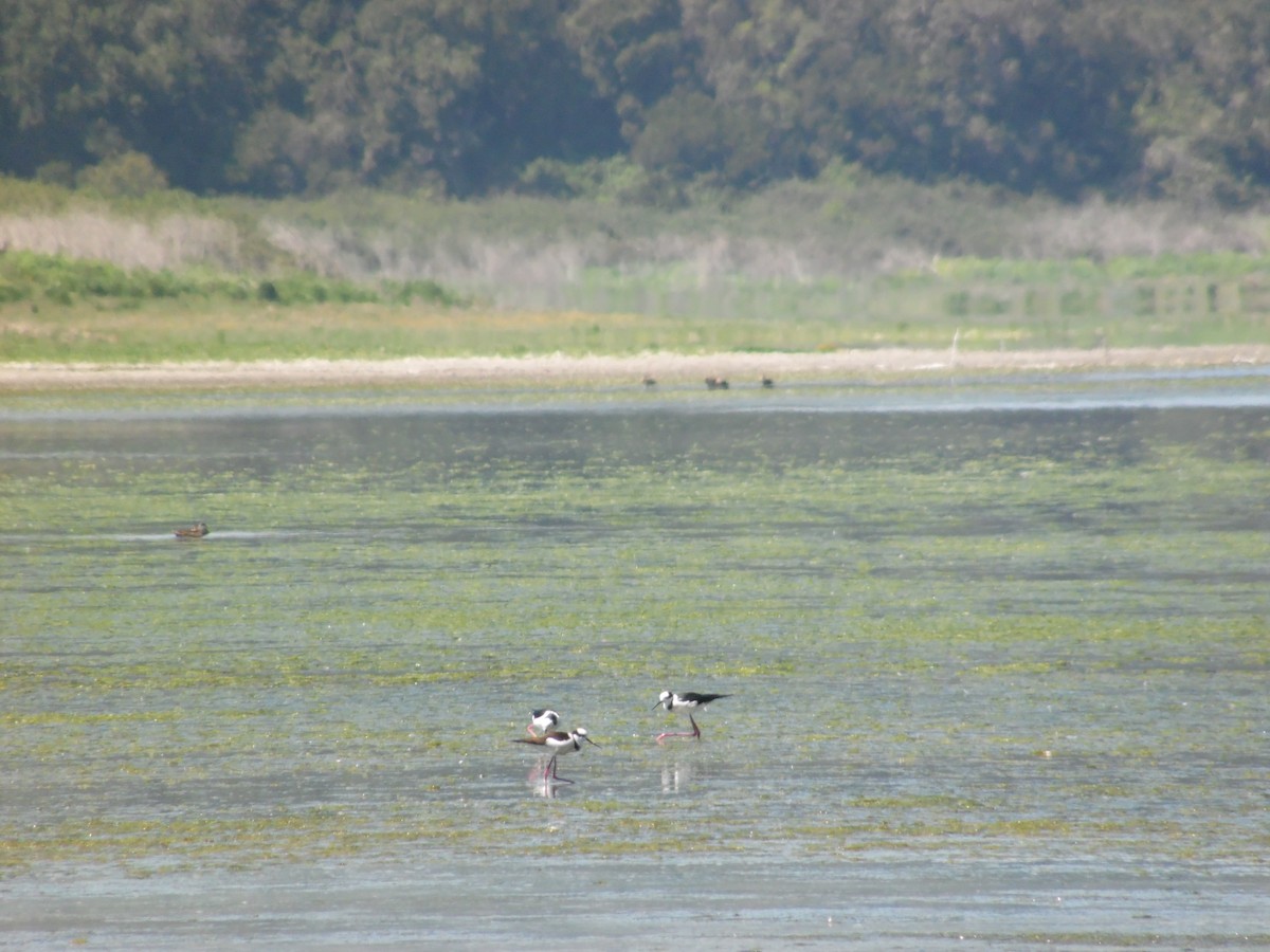 Black-necked Stilt - Matías Cortés