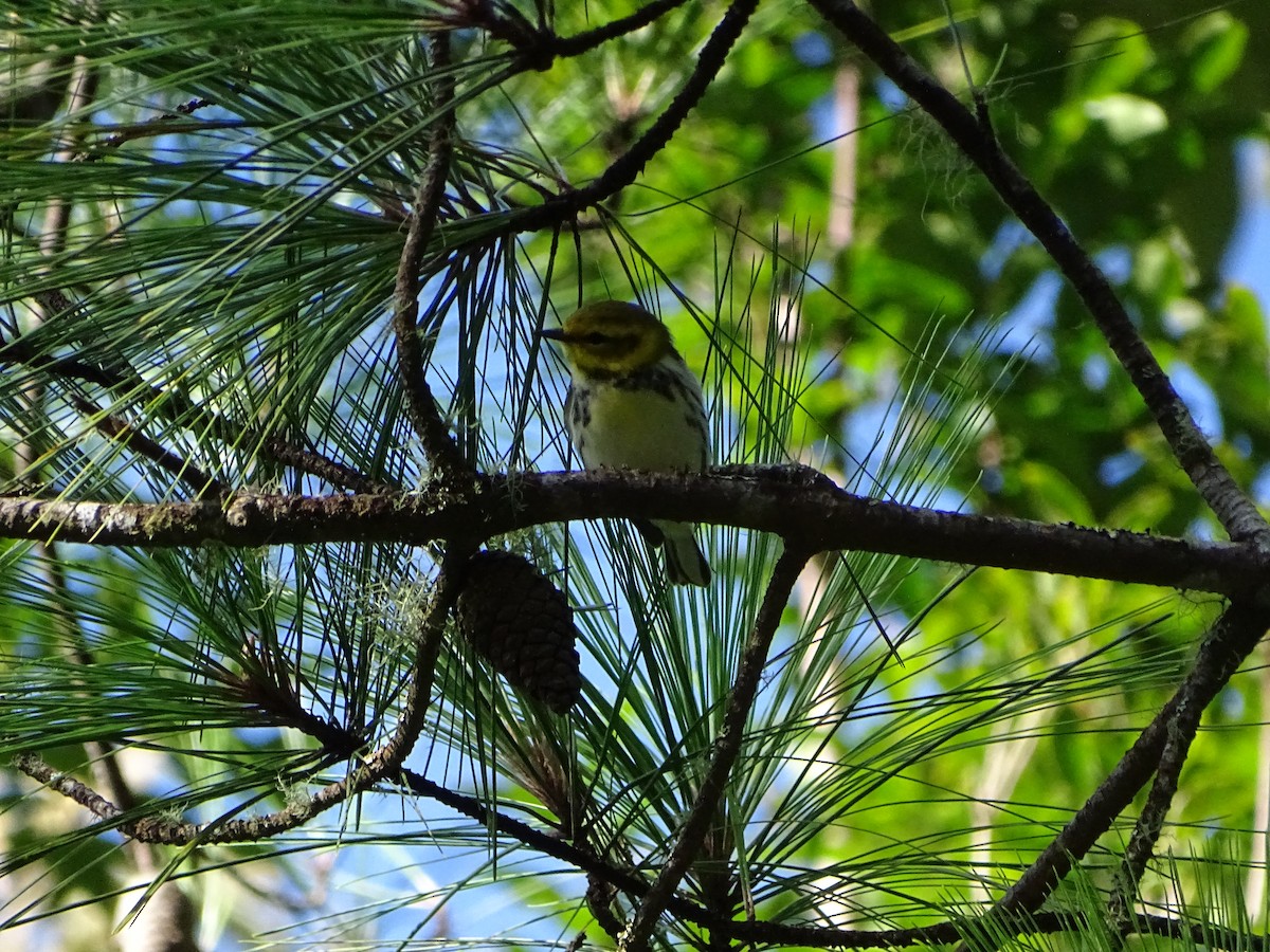 Black-throated Green Warbler - ML119495121