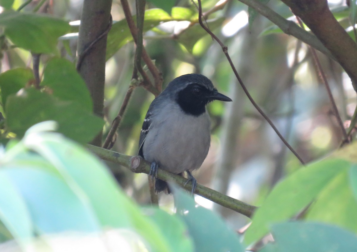 Black-faced Antbird - ML119495751