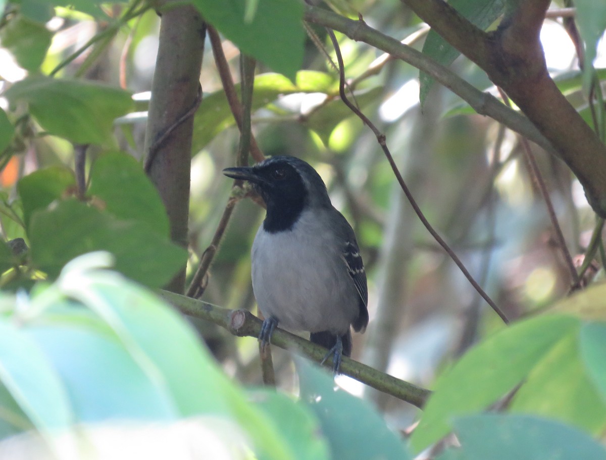 Black-faced Antbird - ML119495781