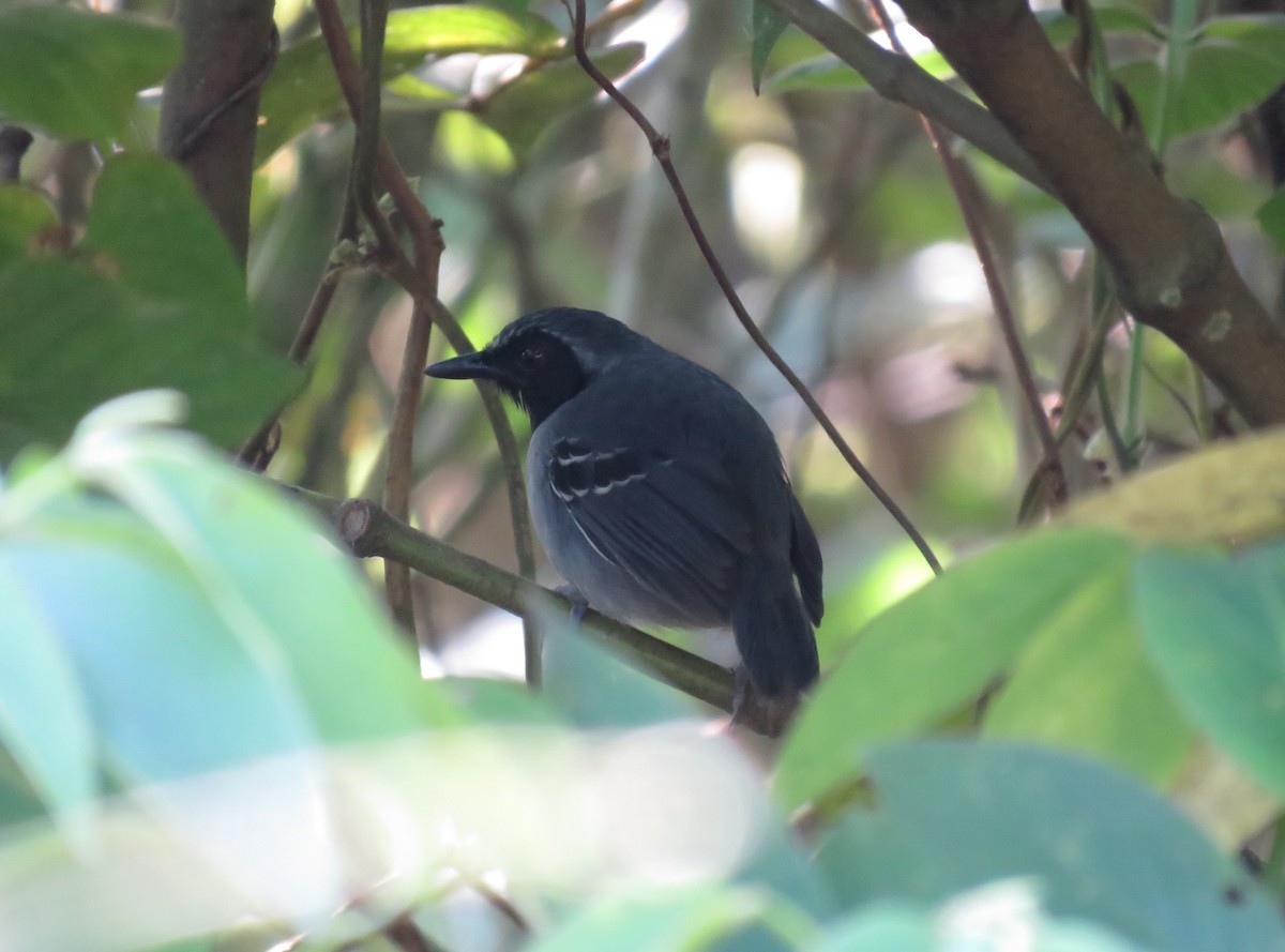 Black-faced Antbird - ML119495791