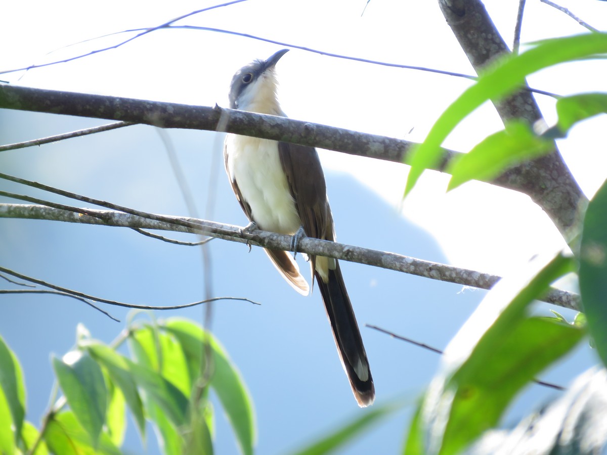 Dark-billed Cuckoo - ML119496011