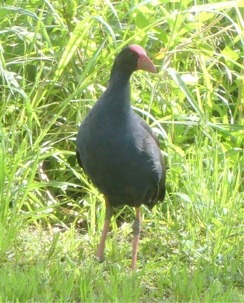 Australasian Swamphen - ML119497511