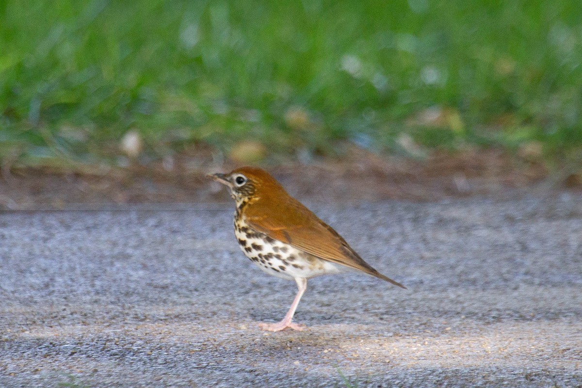 Wood Thrush - ML119498061