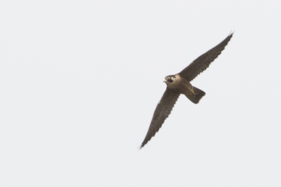 Peregrine Falcon (Shaheen) - ML119501211