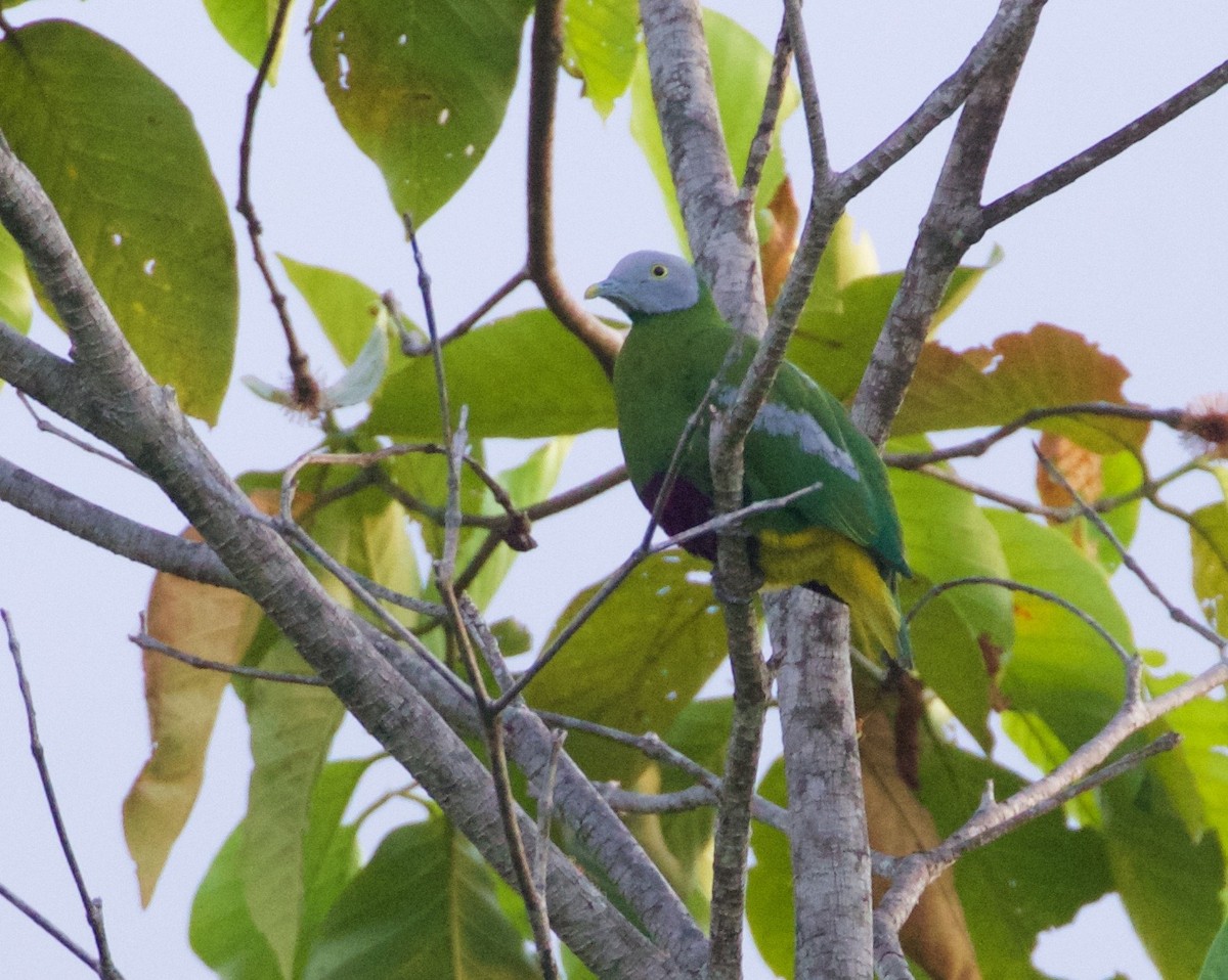 Gray-headed Fruit-Dove - ML119501221