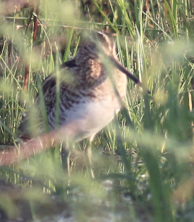 Common Snipe - ML119502311