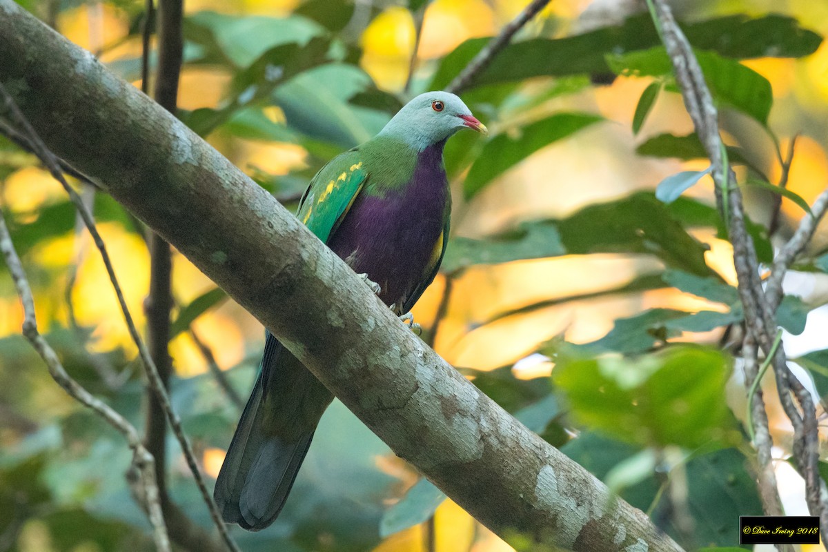 Wompoo Fruit-Dove - David Irving