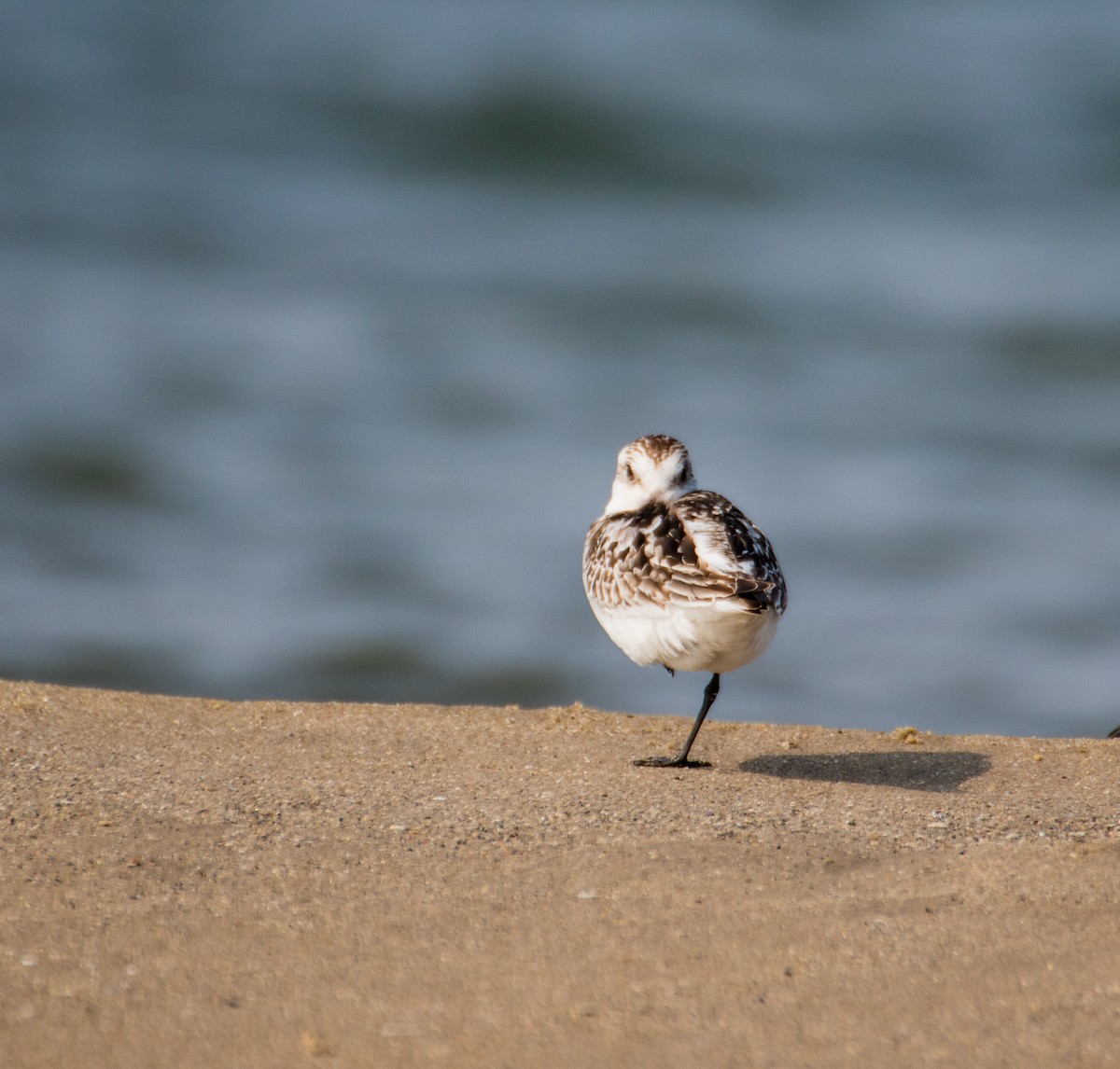 Sanderling - Thomas Job