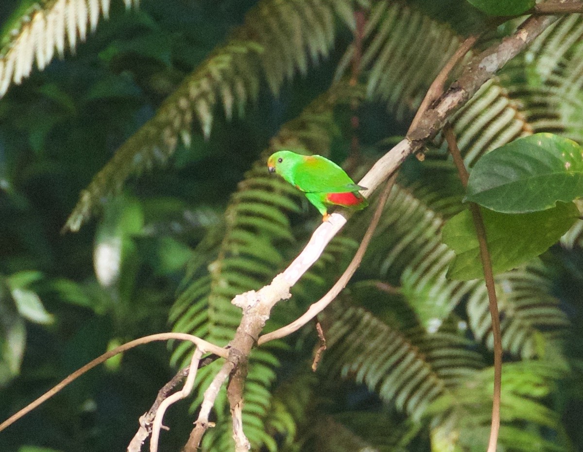 Moluccan Hanging-Parrot - Scott Baker