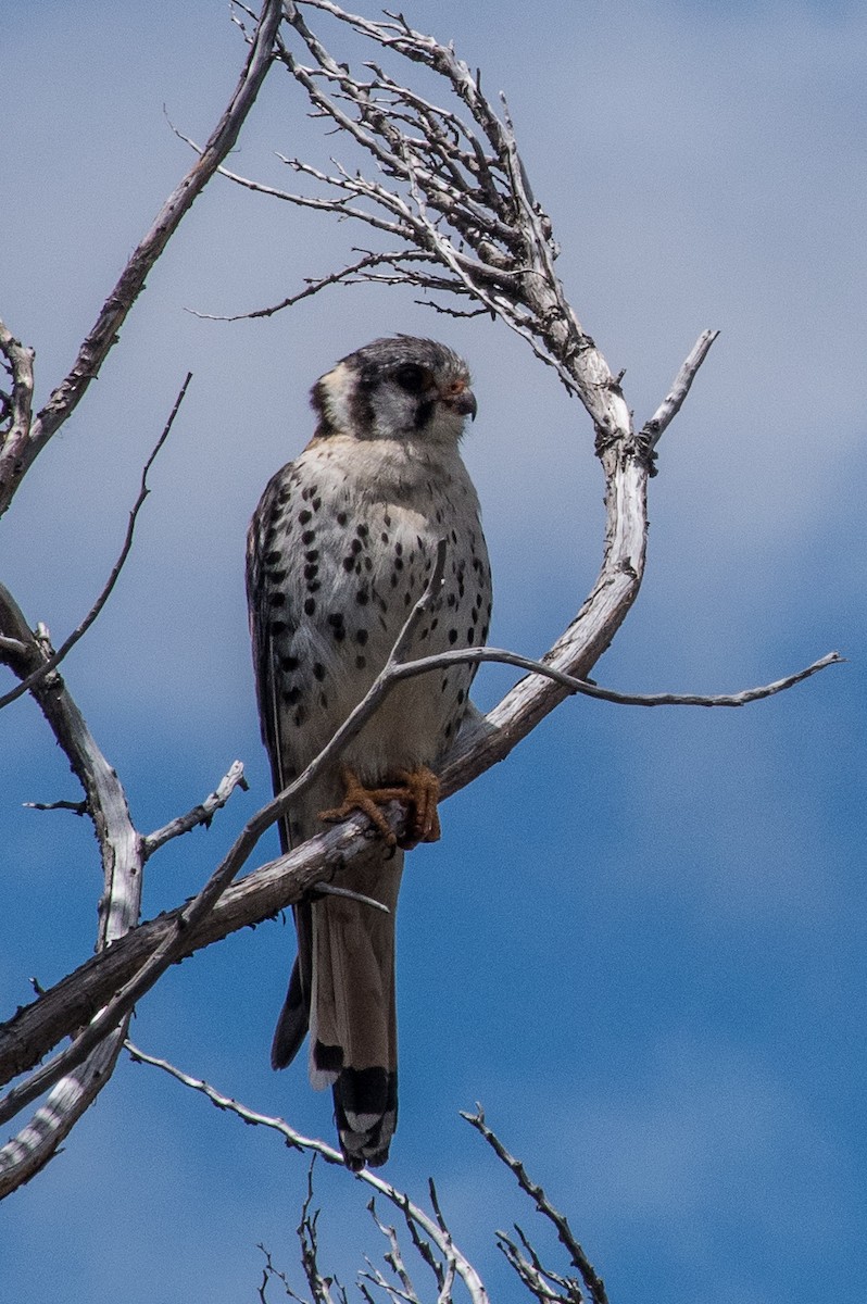 American Kestrel - ML119507981