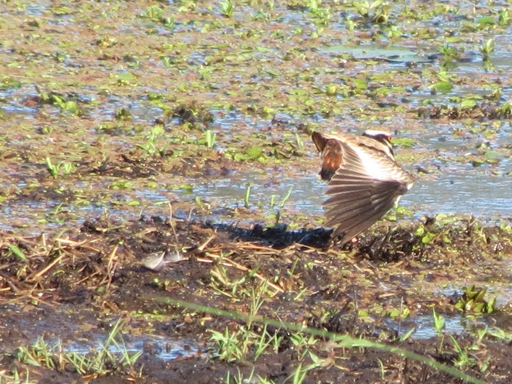 Black-fronted Dotterel - ML119509331