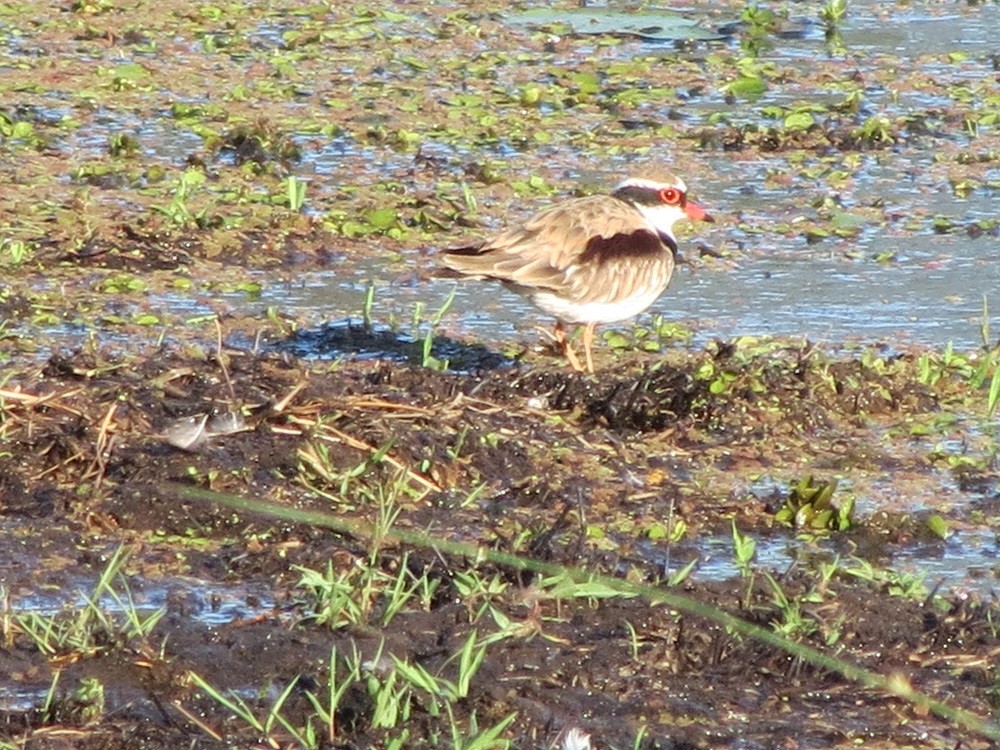 Black-fronted Dotterel - ML119509341