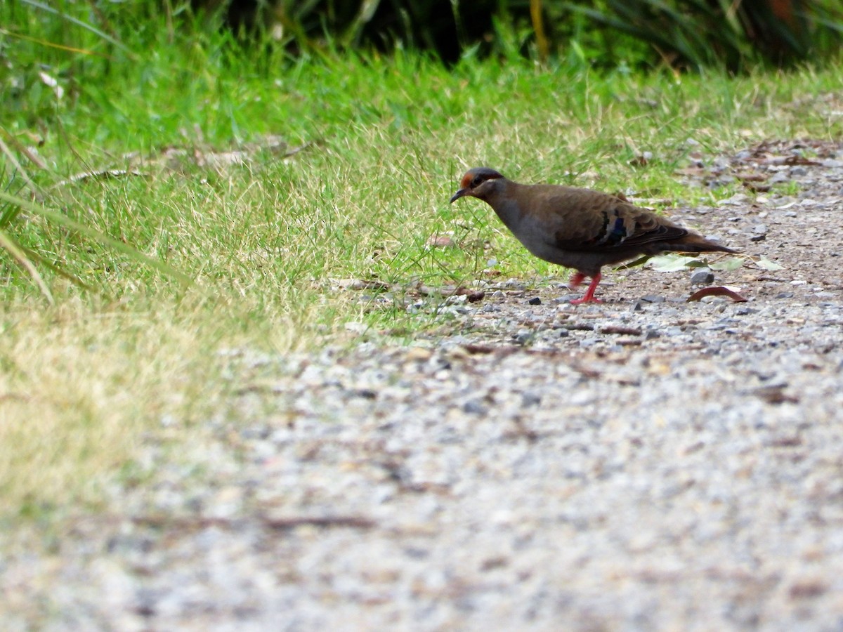 Brush Bronzewing - ML119510141