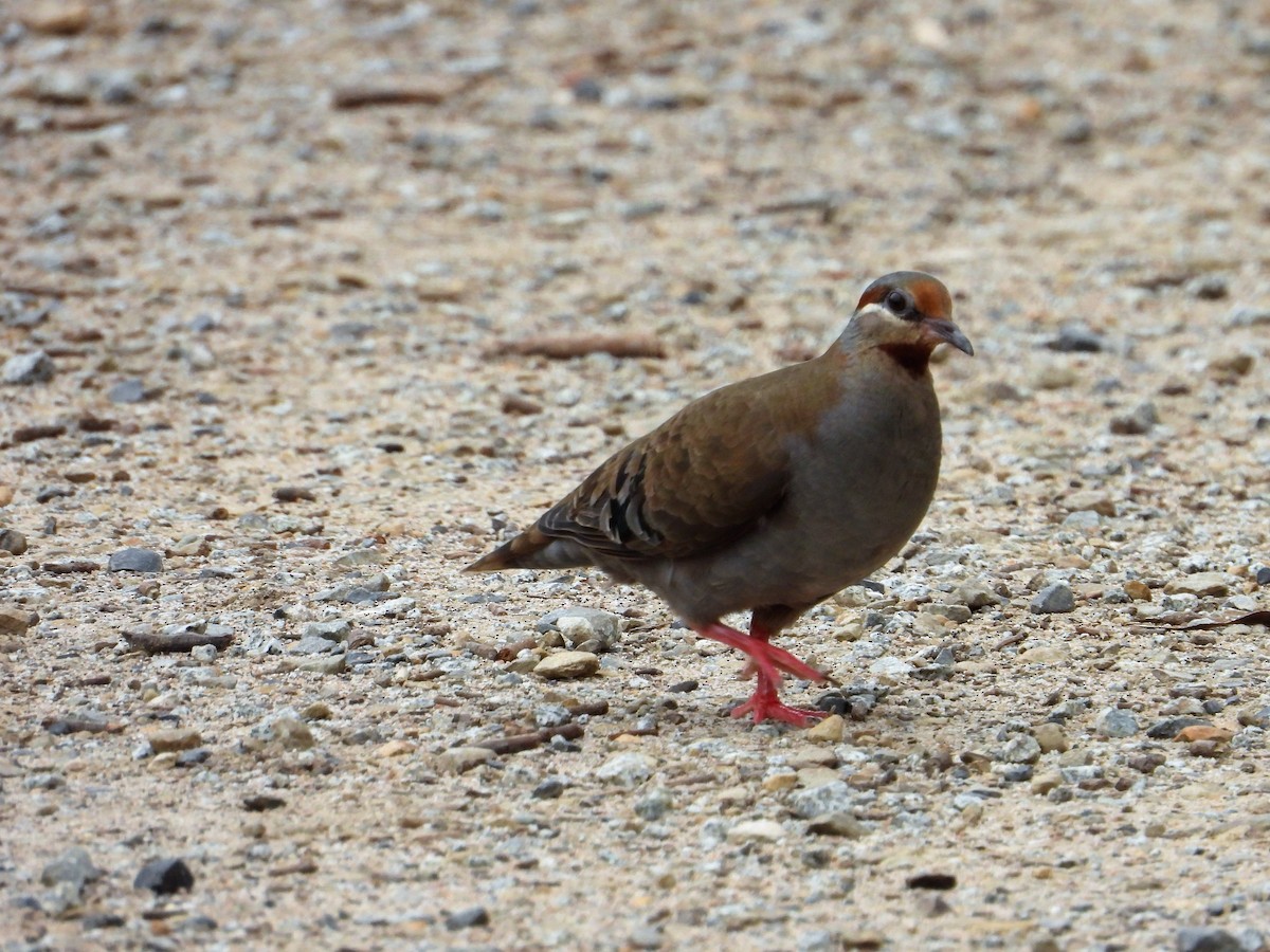 Brush Bronzewing - ML119510191