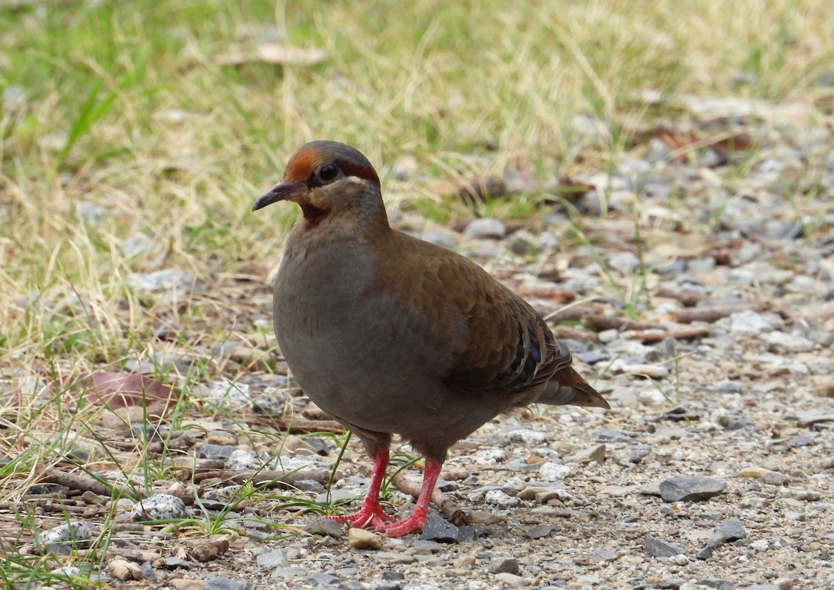 Brush Bronzewing - ML119510201